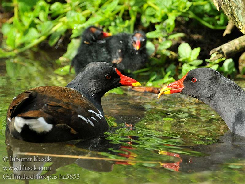 Gallinula chloropus ha5652