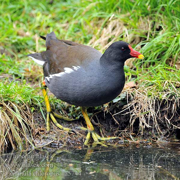 Gallinula chloropus Kokoszka wodna Kurka Găinuşa baltă Sliepočka zelenonohá vodná Zelenonoga tukalica Barska kokica Moorhen Teichhuhn Gallinule poule eau Gallineta Común Slípka zelenonohá Grønbenet Rørhøne Waterhoen Liejukana Gallinella acqua Sivhøne Rörhöna 黑水雞 Камышница バン دجاجة الماء 쇠물닭 Νερόκοτα Galinha-água Водяна курочка Grootwaterhoender Saztavuğu סופית Tanneer kozhi Зеленоножка Mlakuša Nendrinė vištelė Ūdensvistiņa Vízityúkok