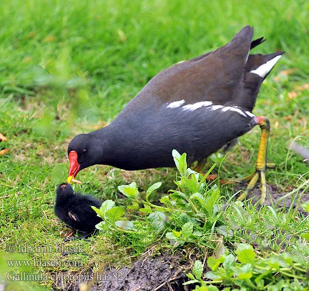 Gallinula chloropus ha5821