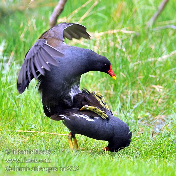 Gallinula chloropus Sliepočka zelenonohá vodná Zelenonoga tukalica Barska kokica Moorhen Teichhuhn Gallinule poule eau Gallineta Común Slípka zelenonohá Grønbenet Rørhøne Waterhoen Liejukana Gallinella acqua Sivhøne Rörhöna 黑水雞 Камышница バン دجاجة الماء 쇠물닭 Νερόκοτα Galinha-água Водяна курочка Grootwaterhoender Saztavuğu סופית Tanneer kozhi Зеленоножка Mlakuša Nendrinė vištelė Ūdensvistiņa Vízityúkok Kokoszka wodna Kurka Găinuşa baltă