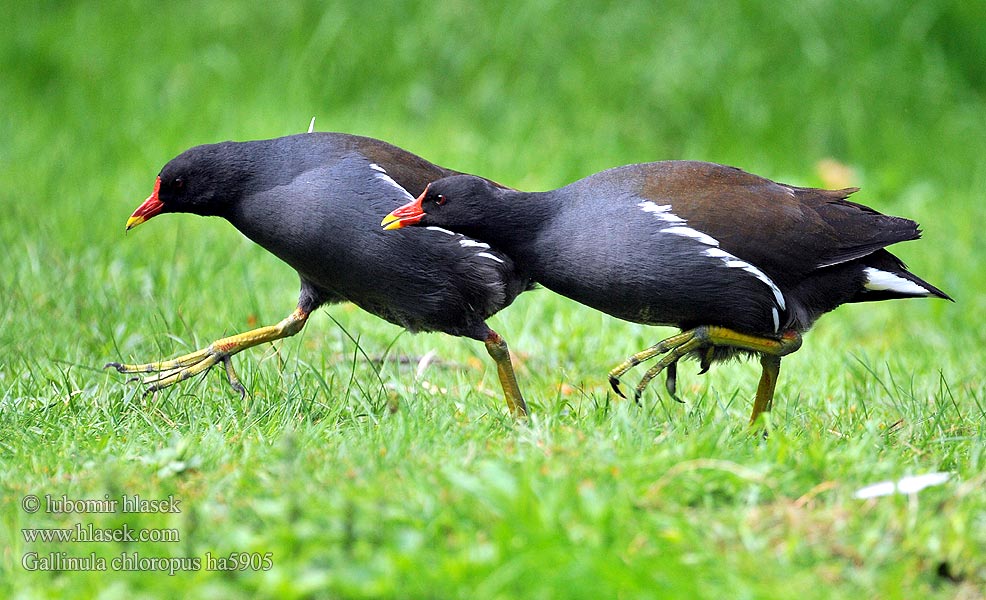 Gallinula chloropus Zelenonoga tukalica Barska kokica Moorhen Teichhuhn Gallinule poule eau Gallineta Común Slípka zelenonohá Grønbenet Rørhøne Waterhoen Liejukana Gallinella acqua Sivhøne Rörhöna 黑水雞 Камышница バン دجاجة الماء 쇠물닭 Νερόκοτα Galinha-água Водяна курочка Grootwaterhoender Saztavuğu סופית Tanneer kozhi Зеленоножка Mlakuša Nendrinė vištelė Ūdensvistiņa Vízityúkok Kokoszka wodna Kurka Găinuşa baltă Sliepočka zelenonohá vodná