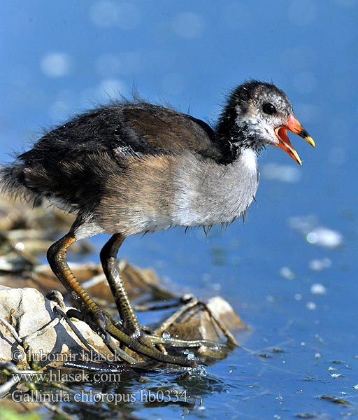 Gallinula chloropus hb0334