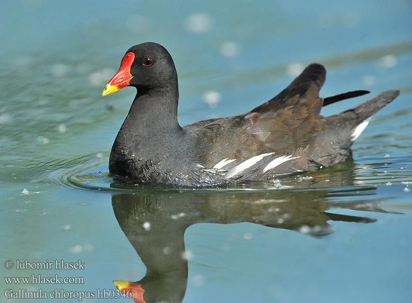 Gallinula chloropus hb0346