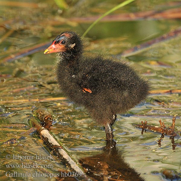 Gallinula chloropus Gallinule poule eau Gallineta Común Slípka zelenonohá Grønbenet Rørhøne Waterhoen Liejukana Gallinella acqua Sivhøne Rörhöna 黑水雞 Камышница バン دجاجة الماء 쇠물닭 Νερόκοτα Galinha-água Водяна курочка Grootwaterhoender Saztavuğu סופית Tanneer kozhi Зеленоножка Mlakuša Nendrinė vištelė Ūdensvistiņa Vízityúkok Kokoszka wodna Kurka Găinuşa baltă Sliepočka zelenonohá vodná Zelenonoga tukalica Barska kokica Moorhen Teichhuhn