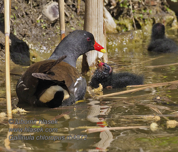 Sliepočka zelenonohá vodná Gallinula chloropus