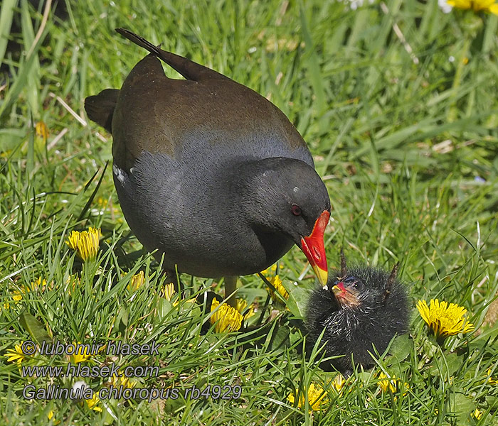 Mlakuša Nendrinė vištelė Ūdensvistiņa Vízityúkok Gallinula chloropus