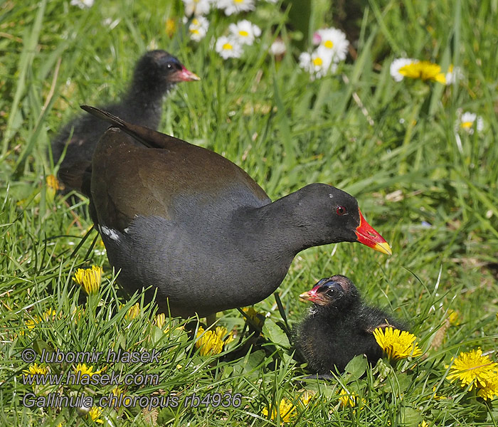 סופית Tanneer kozhi Зеленоножка Gallinula chloropus