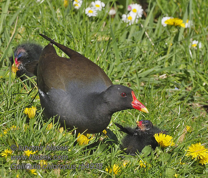 Grootwaterhoender Saztavuğu Gallinula chloropus