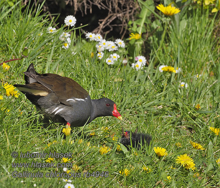 Водяна курочка Gallinula chloropus