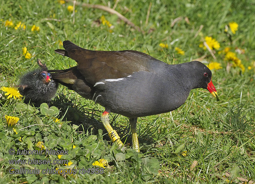 Νερόκοτα Galinha-d'água Gallinula chloropus