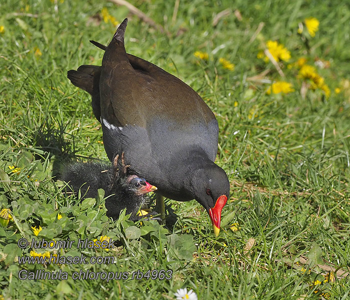 دجاجة الماء 쇠물닭 Gallinula chloropus