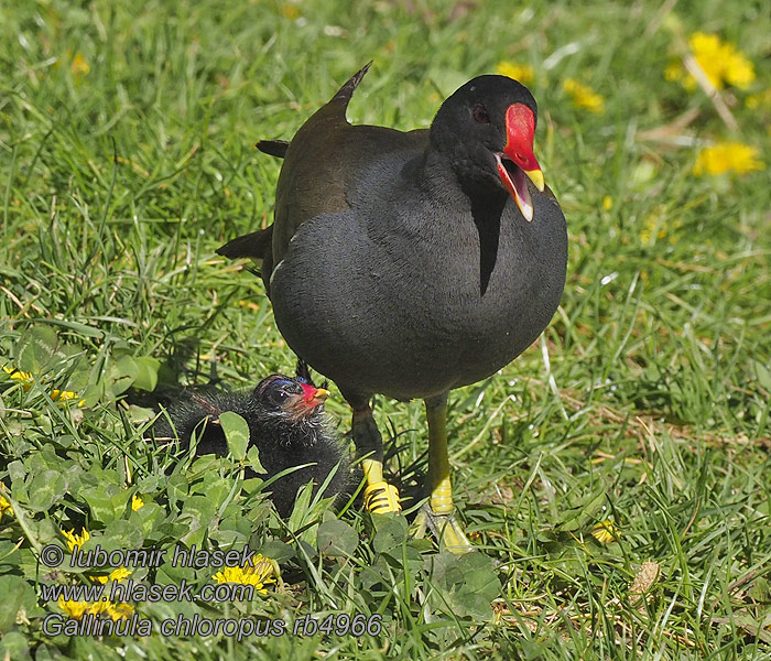 黑水雞 Камышница バン Gallinula chloropus