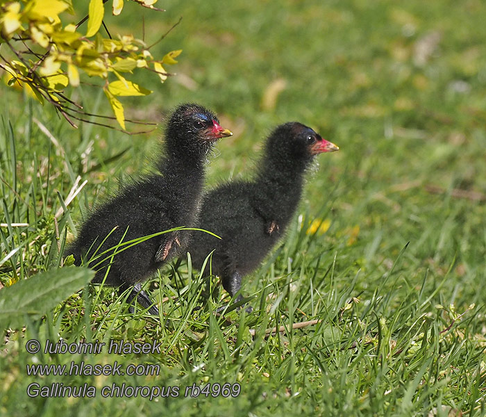 Gallinella d'acqua Sivhøne Rörhöna Gallinula chloropus