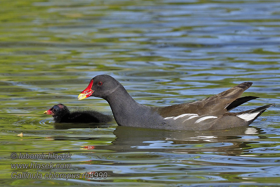 Grønbenet Rørhøne Waterhoen Liejukana Gallinula chloropus