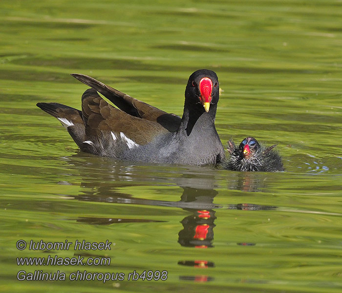 Gallinule poule-d'eau Gallineta Común Gallinula chloropus