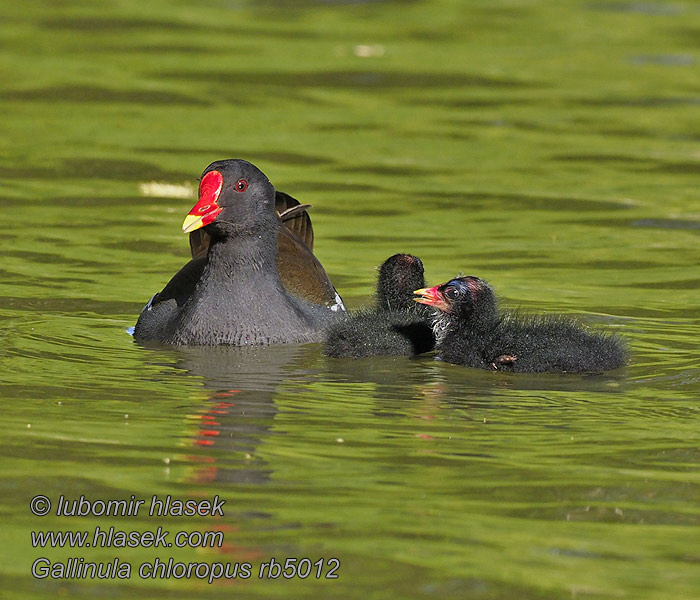 Moorhen Teichhuhn Gallinula chloropus