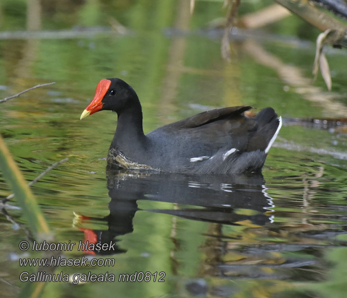 Gallinula galeata Slípka americká