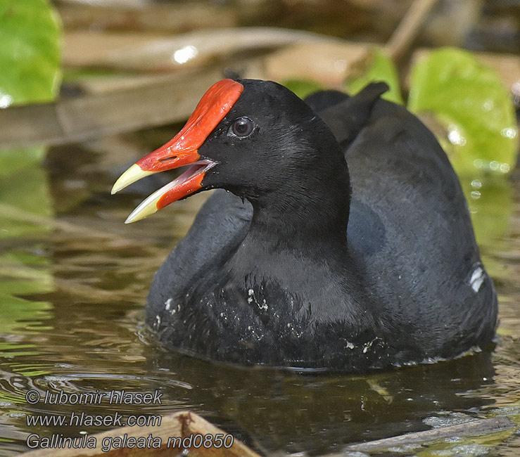 Gallinula galeata Amerikateichhuhn