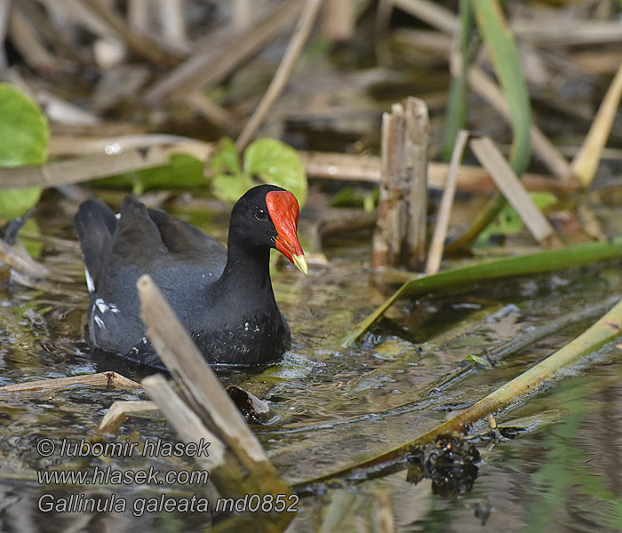 Gallinula galeata Slípka americká