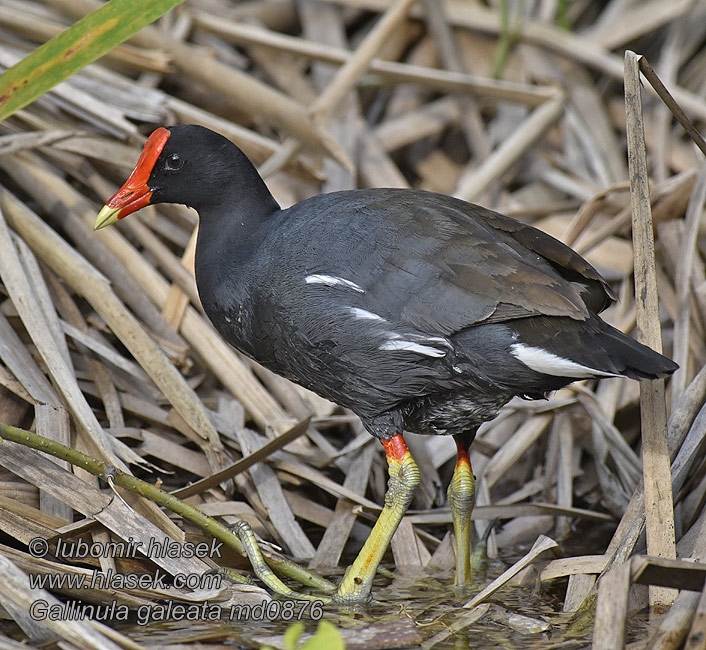 Gallinula galeata Gallinule Gallineta Americana