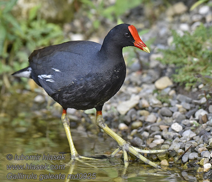 Gallinula galeata Amerikanliejukana Gallinule d'Amérique