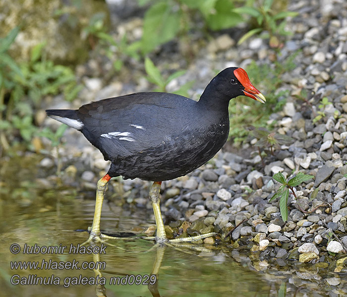 Gallinula galeata Amerikai vízityúk Gallinella americana