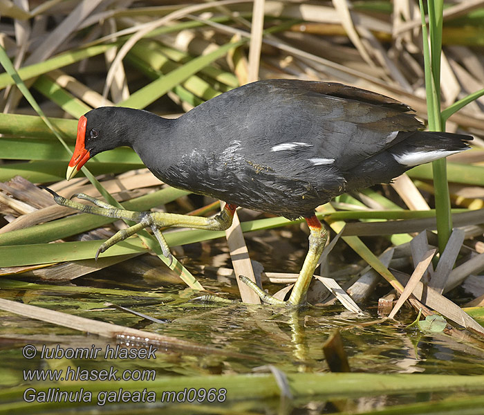 Gallinula galeata アメリカバン Amerikaans Waterhoen Amerikasivhøne