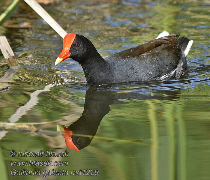 Gallinula galeata Kokoszka amerykańska galinha-d'água