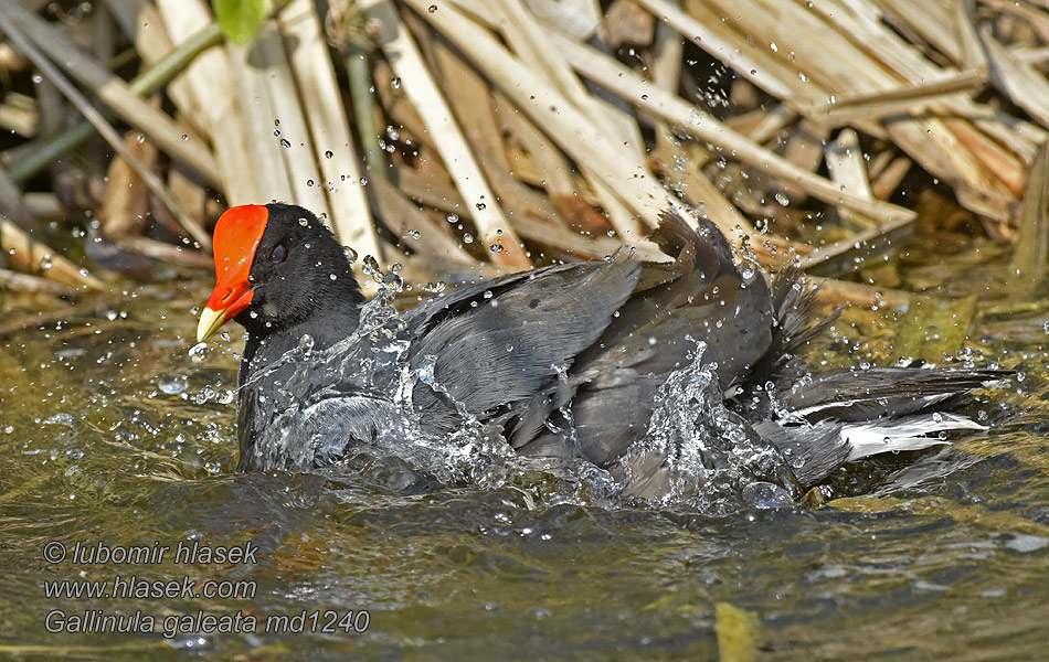 Gallinula galeata Американская камышница