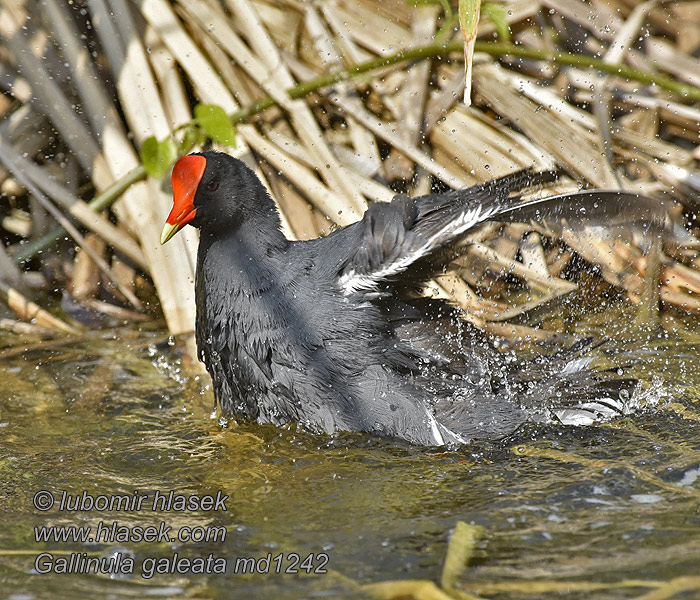 普通水鸡 Slípka americká Gallinula galeata