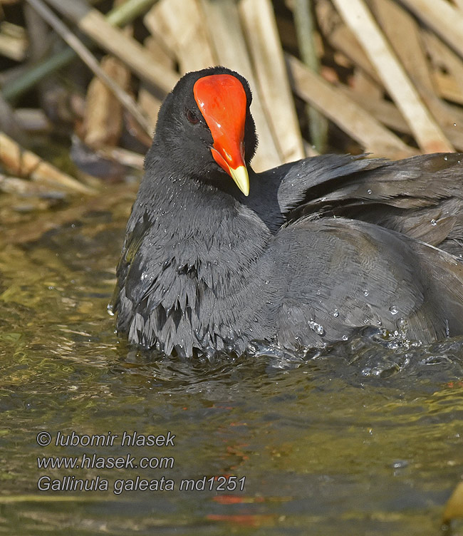 Amerikateichhuhn Florida rørhøne Common Gallinula galeata