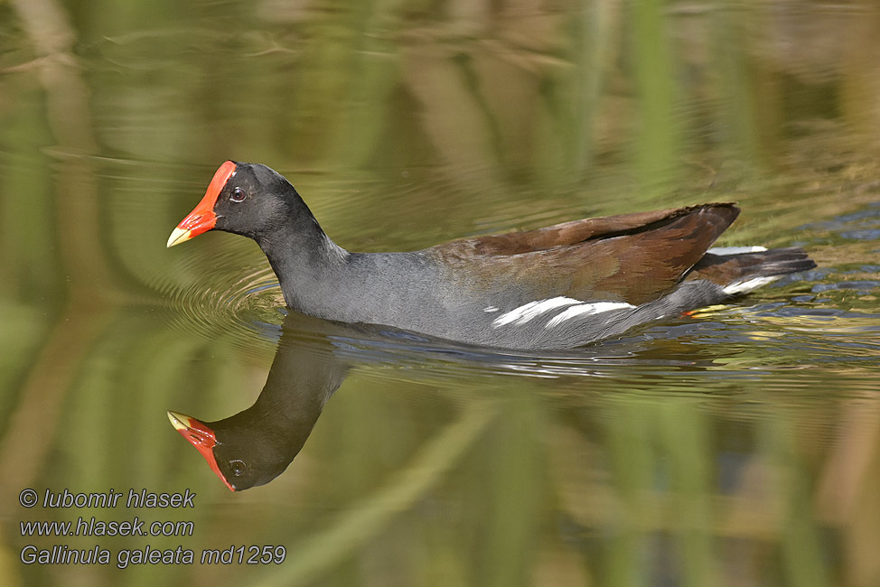 Gallinule Gallineta Americana Amerikanliejukana Gallinula galeata