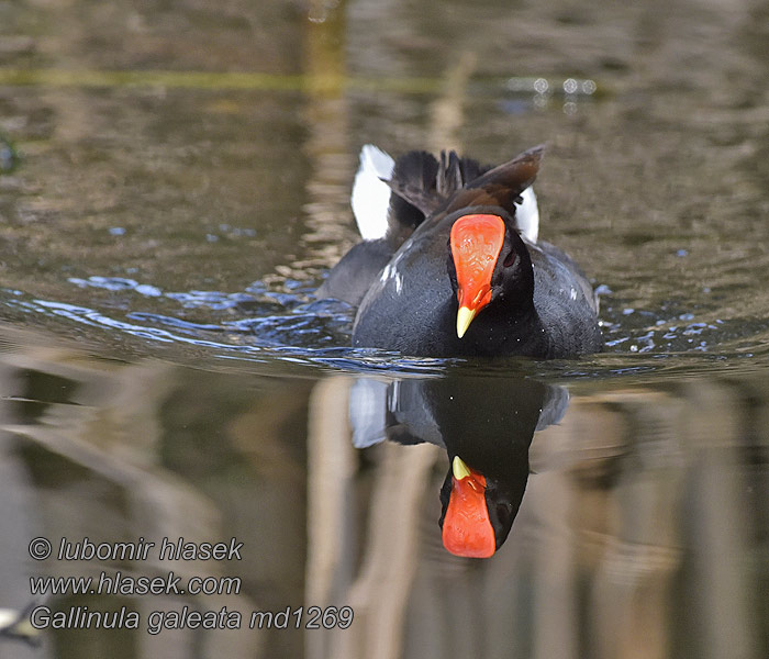 Gallinule d'Amérique Amerikai vízityúk Gallinula galeata