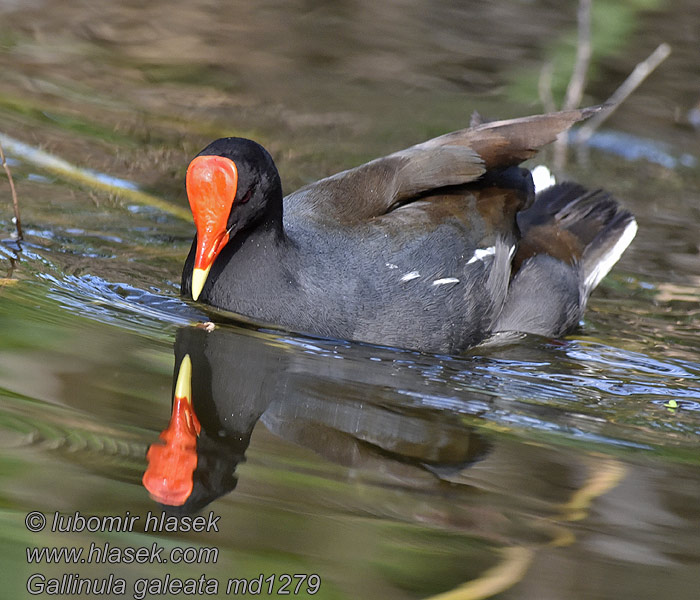 Gallinella americana アメリカバン Gallinula galeata