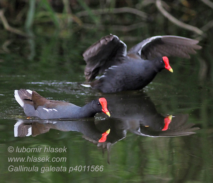 Kokoszka amerykańska galinha-d'água Gallinula galeata