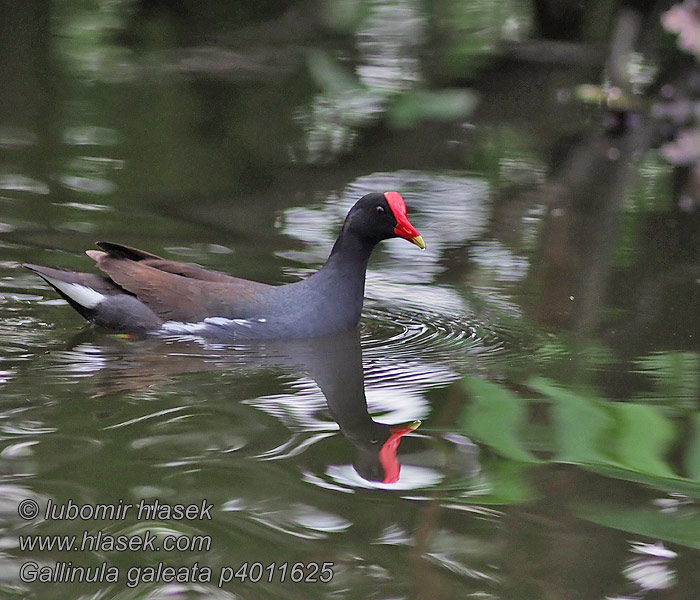 Американская камышница Gallinula galeata