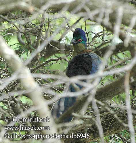 Gallirex porphyreolophus Tauraco Corythaix Purple-crested Lourie Purplecrested Lourie Violettiharjaturako Savanniturako Touraco huppe splendide Purperkuiftoerako Turaco crestimorado Bloukuifloerie Turaco lesklohlavý purpurový Glanzhaubenturako Turaco crestaviola  ズグロエボシドリ Turak rdzawy Turaco-de-crista-violeta Фиолетовочубый турако Purpurkroneturako