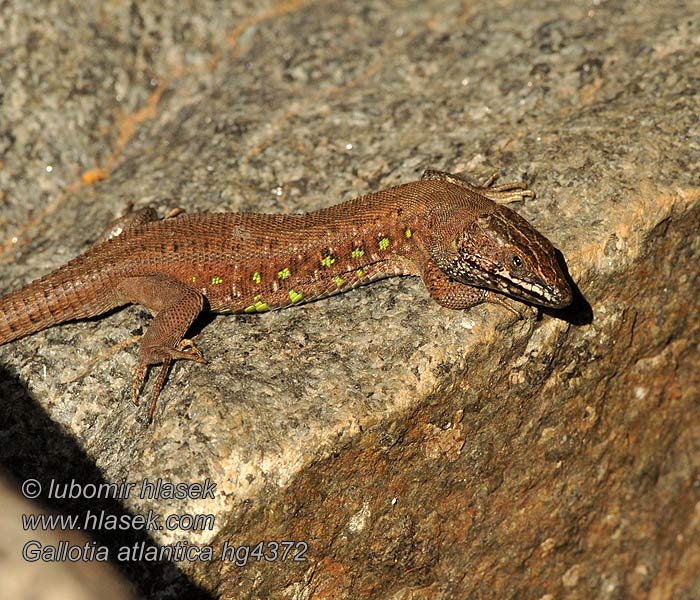 Gallotia atlantica Atlantic lizard