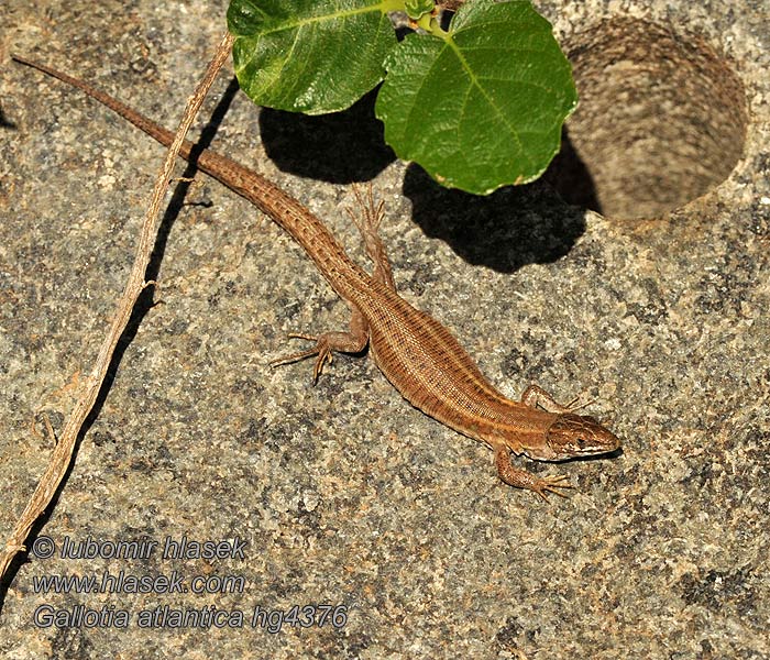 Gallotia atlantica Lagarto atlántico