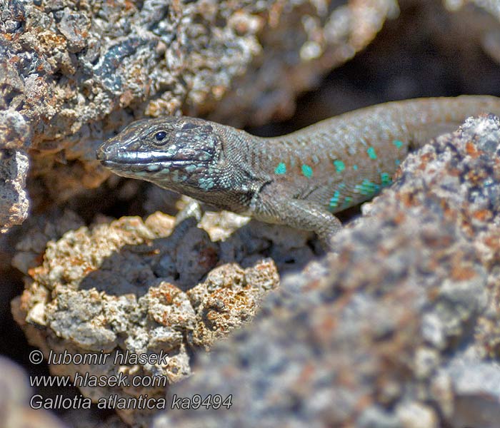 Atlantic lizard Gallotia atlantica