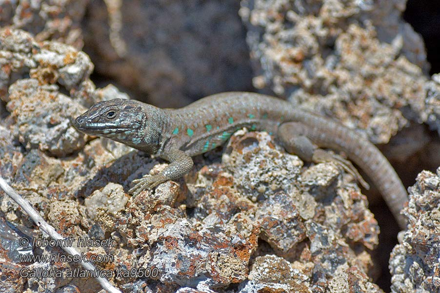 Lagarto atlántico Gallotia atlantica