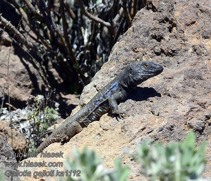 Gallotia galloti Tenerife lizard