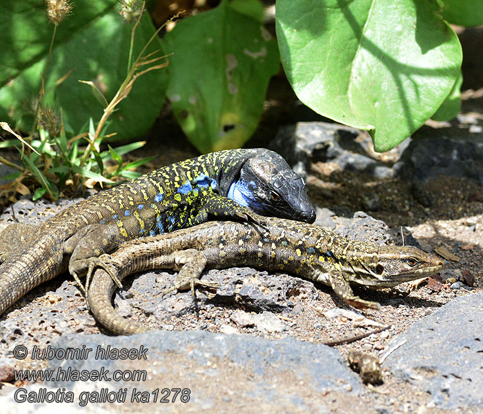 Gallotia galloti Lucertola Tenerife