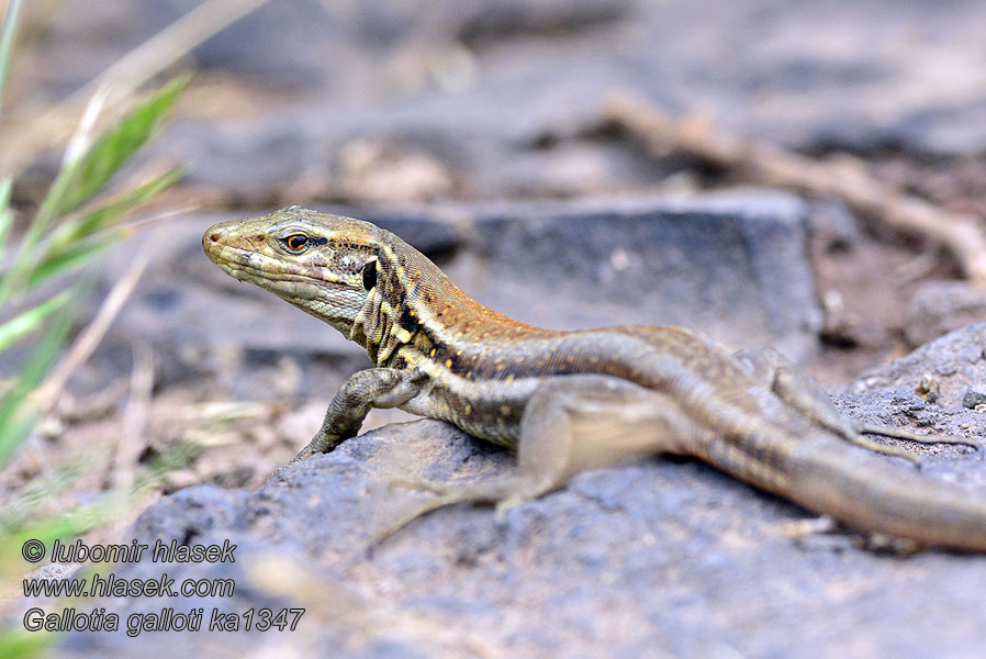 Tenerife lizard Gallotia galloti