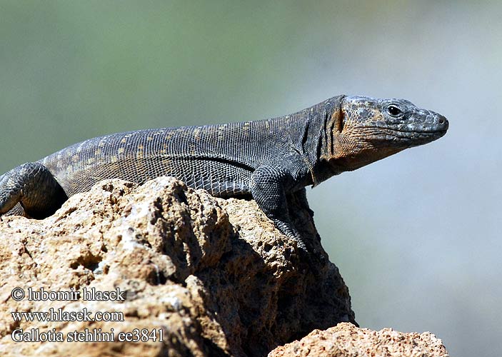 Gallotia stehlini Gran Canaria Giant Lizard Island Veleještěrka obrovská Lagarto Canarión Près gros Lézard Canaries Gran Canaria reuzen hagedis Lucertola gigante delle Canarie Lagarto gigante Gran Canaria ジャイアントガロティア Gran-Canaria-Rieseneidechse Riesen Kanareneidechse