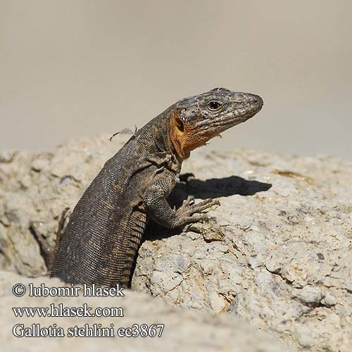 Veleještěrka obrovská Lagarto Canarión Près gros Lézard Canaries Gran Canaria reuzen hagedis Lucertola gigante delle Canarie Lagarto gigante Gran Canaria ジャイアントガロティア Gran-Canaria-Rieseneidechse Riesen Kanareneidechse Gallotia stehlini Gran Canaria Giant Lizard Island