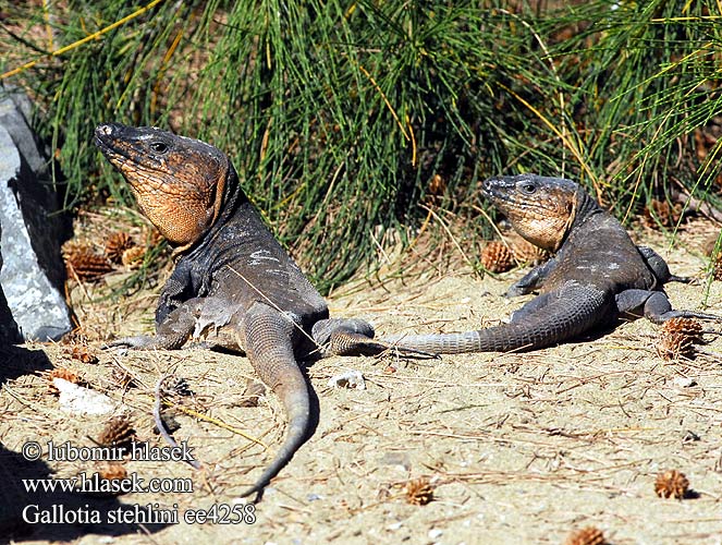 Gran Canaria reuzen hagedis Lucertola gigante delle Canarie Lagarto gigante Gran Canaria ジャイアントガロティア Gran-Canaria-Rieseneidechse Riesen Kanareneidechse Gallotia stehlini Gran Canaria Giant Lizard Island Veleještěrka obrovská Lagarto Canarión Près gros Lézard Canaries