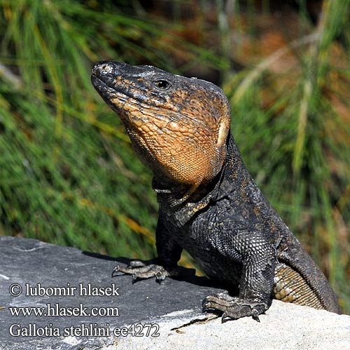 ジャイアントガロティア Gran-Canaria-Rieseneidechse Riesen Kanareneidechse Gallotia stehlini Gran Canaria Giant Lizard Island Veleještěrka obrovská Lagarto Canarión Près gros Lézard Canaries Gran Canaria reuzen hagedis Lucertola gigante delle Canarie Lagarto gigante Gran Canaria