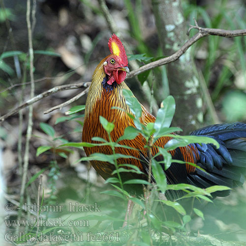 Gallus lafayettii lafayettei Ceylon Junglefowl