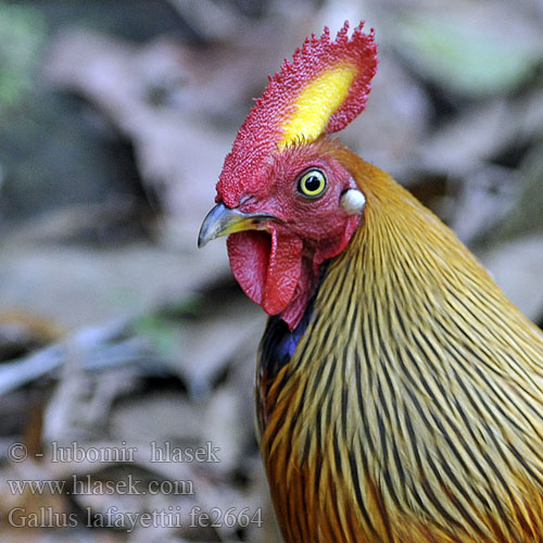 Ceylonhuhn Gallo Ceilán Coq Lafayette Gallo selvatico